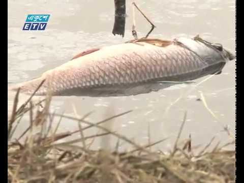 পরিবেশগত বিপর্যয়ের মুখে পড়েছে হালদা
