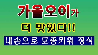 [텃밭농부.725]  가을오이가 더 맛있다 모종키워 정식