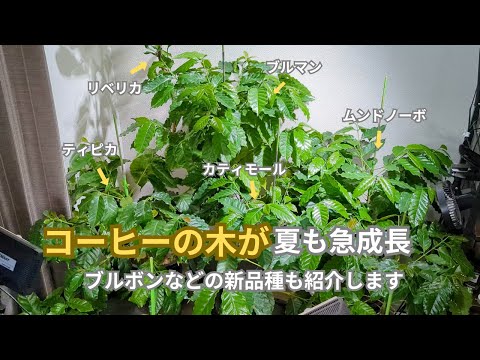 ツバキ科の維持：コーヒーかすをツバキの肥料として使えますか？  庭園