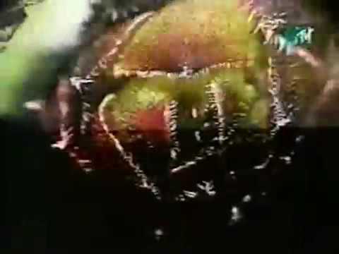 Future Forces Inc. - Neitherworld 6 (AMP MTV)