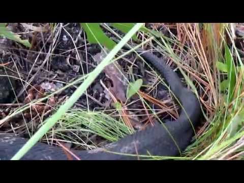 World's Largest Cottonmouth!