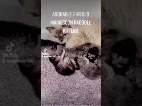 7 hour old Mainecoon ragdoll kittens