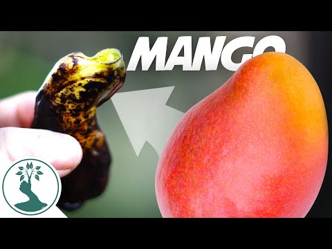 Monstrous Mango Fruit Seed Planting | Growing Mango From Seed