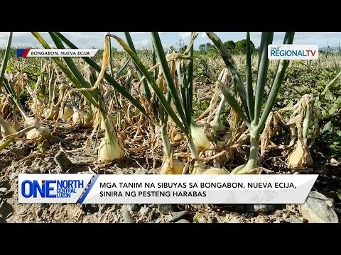 Mga tanim na sibuyas sa Bongabon, Nueva Ecija, sinira ng pesteng harabas | One North Central Luzon