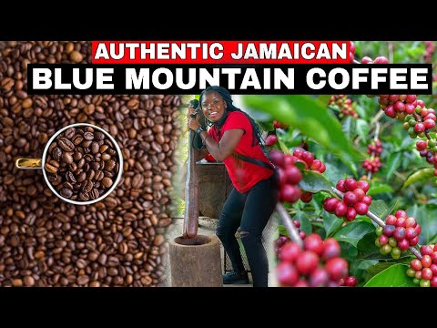 THIS IS HOW AND WHERE AUTHENTIC JAMAICAN BLUE MOUNTAIN COFFEE IS MADE