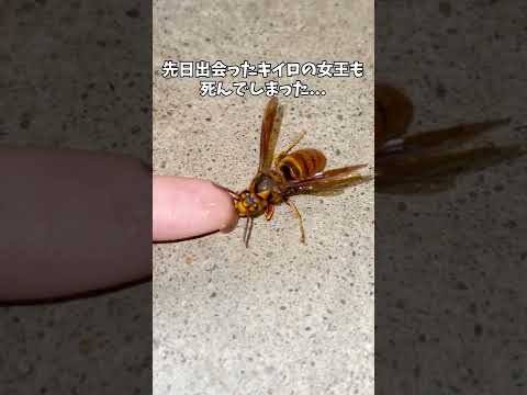 園芸 メイソンスズメバチ