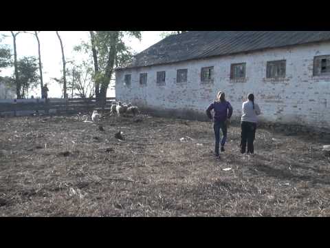 Yarel (11 mon.) . Learn to be shepherds