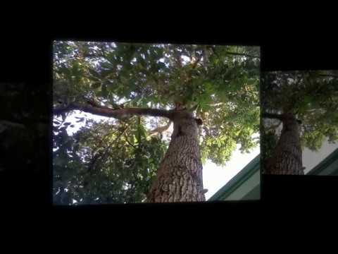 Persea gratissima Gaerin ( Alpukat ) for the treatment of kidney stone disease and dysentery