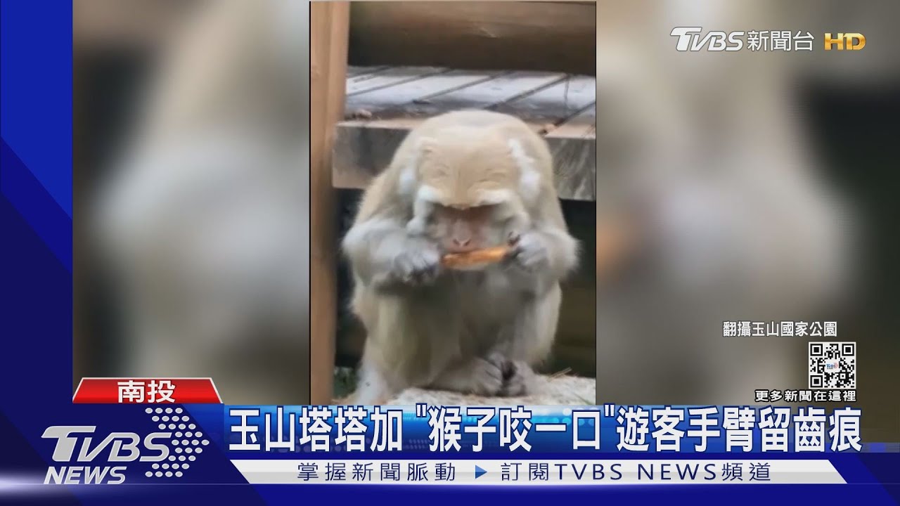 猴子霸車、偷面紙、搶統一麵、啃骨頭 擬人化