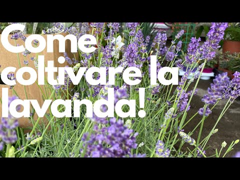 Lavender: how to grow this fragrant plant!