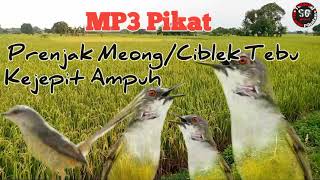 Download lagu Suara Pikat Prenjak Meong/Ciblek Tebu Kejepit Ampuh mp3