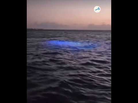 USO-Alien Captured in Puerto Rico