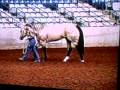 Patch The Buck 2004 Tn Horsefair