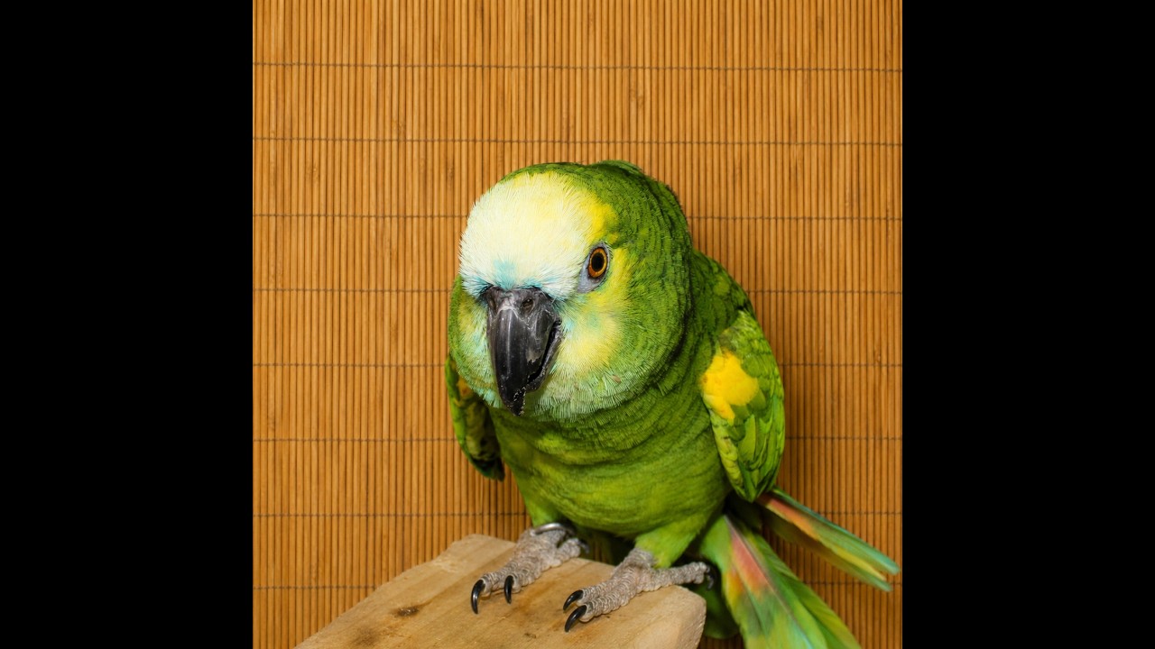 Pepper The 37 YO Blue Fronted Amazon, an adoptable Amazon in Vancouver, WA video 1/6