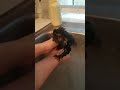 Marmoset bath bomb