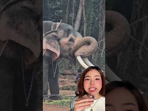 ทวงคืนช้างไทย #shortvideo