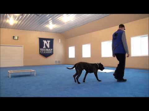 Mac (Presa Canario) Boot Camp Dog Training Video