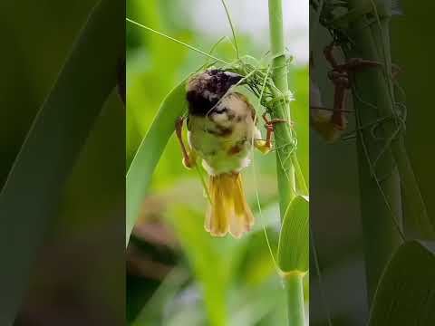 Nature.   #nature #viral #mahika #happy #shorts #short