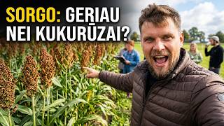 ALTERNATYVA KUKURŪZAMS? 🌾 Sorgo auginimas ir patirtis Lietuvoje | Lauko diena