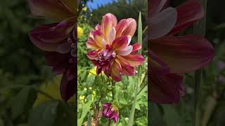 Download lagu Dahlia #dahlia mp3