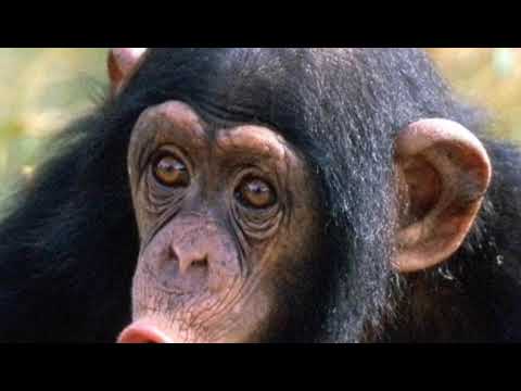 NOOR PØRGAND - LABAS DIENAS (100 SUBI ERI)