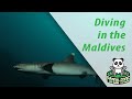 Diving in the Maldives - Carpe Novo and Lily Beach Huvahendhoo