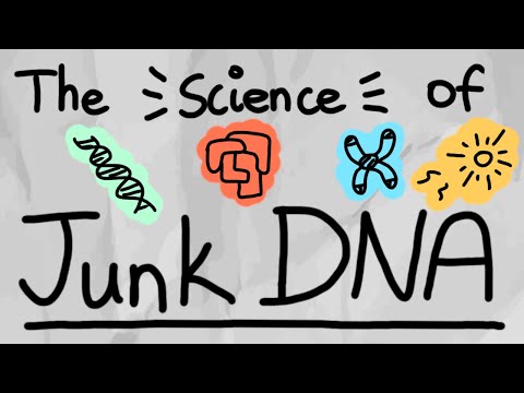 What is "Junk DNA?" Do We Need Them?