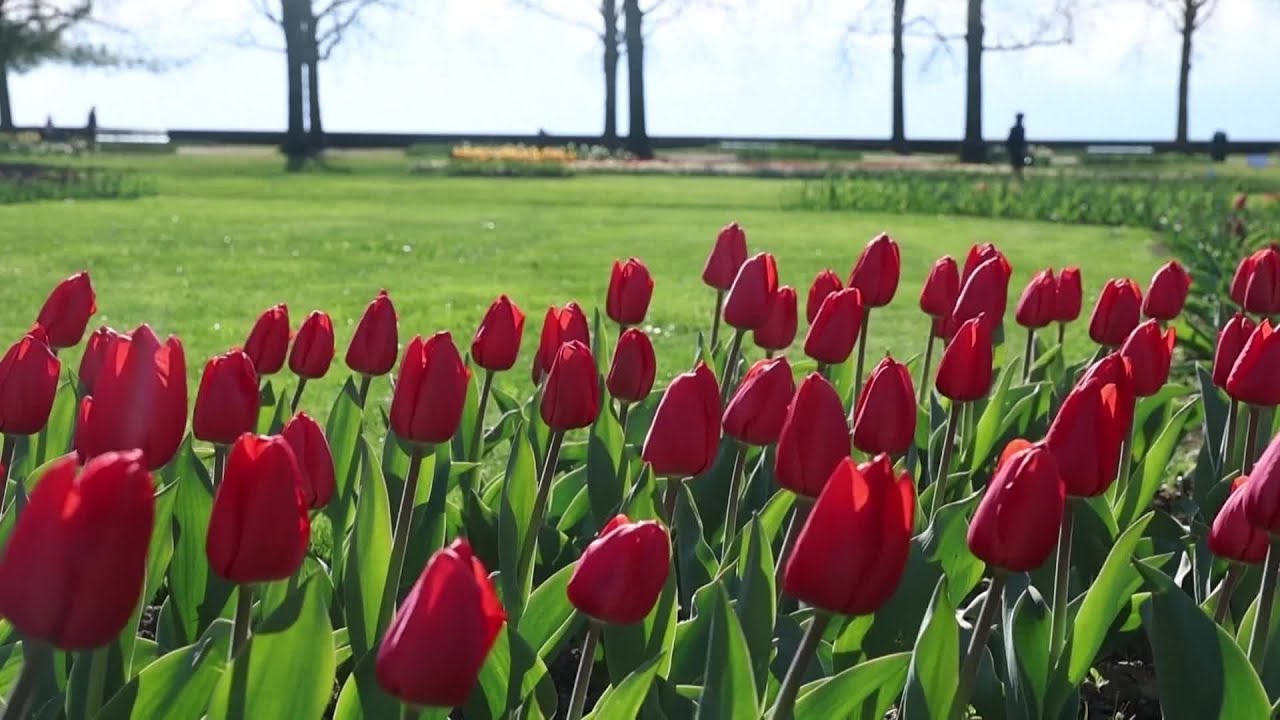 Лолаҳои Тоҷикистон ба Ҳолланд рафтаанд ё баръакс?