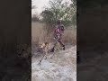 Eaten By A Cheetah Or Just A Walk AWILO LONGOMBA