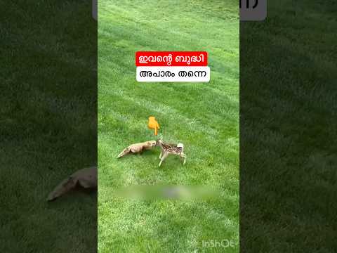 ഇവന്റെ ബുദ്ധി അപാരം തന്നെ #shortsfeed #shorts