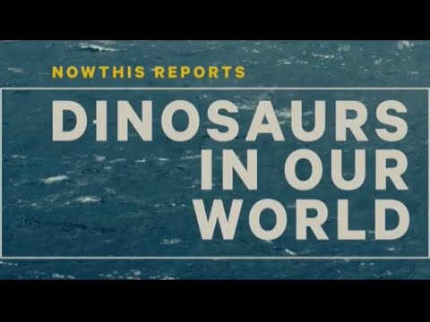NOWTHIS: Dinosaurs in our World