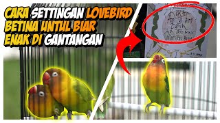 Download lagu Cara Settingan Lovebird Betina untul biar enak di gantangan mp3