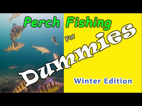 Perch Fishing For Dummies - Winter Edition