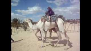 preview picture of video 'Paseo en camello. Douz. Túnez'