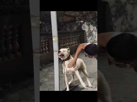 🐕Dogo argentino aggression video😱#dog #doglover #shorts #trending #youtubeshorts #viralvideo#pitbull