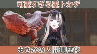 溺愛するペットのトカゲに人間便座扱いされるらでんちゃんw