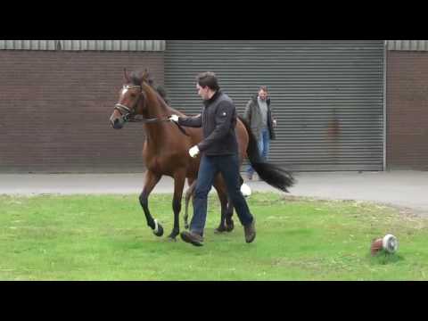 03 Stutfohlen von  Diarado