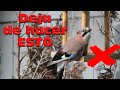 8 MISTAKES When Setting Up A Bird Feeder