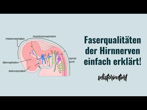 Faserqualitäten der Hirnnerven einfach erklärt! - Einteilung in Sensorisch | Motorisch | Gemischt