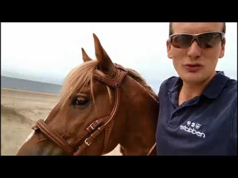 MUSTANG MAKEOVER 2018 Team Luuk (TAG 4357) - Update 7