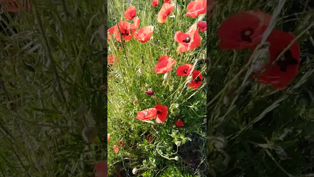 Watch Now Buon sabato l'ultimo di gennaio Buongiorno Buon sabato l'ultimo di gennaio Buongiorno