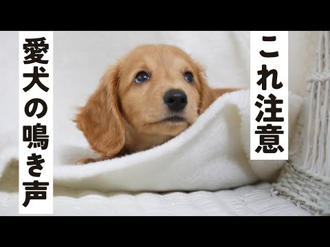 私の犬が放っておくと遠吠えするのはなぜですか?