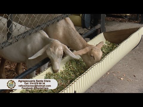 , title : 'Producción y transformación de leche de cabra, Agropecuaria Santa Clara'