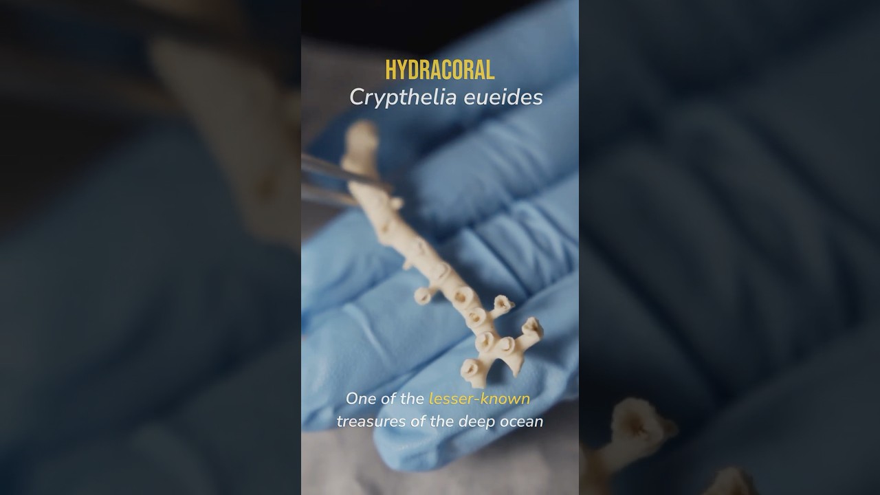 Collection Spotlight: Hydracorals