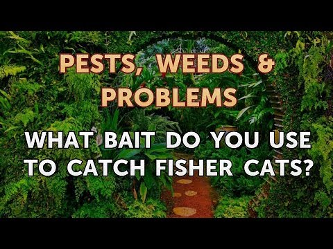 What Bait Do You Use to Catch Fisher Cats?