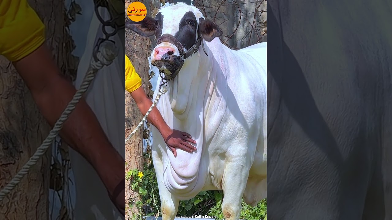 ZEENAT SURTI CATTLE FARM