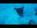 Eagle Ray Cruising and Snacking