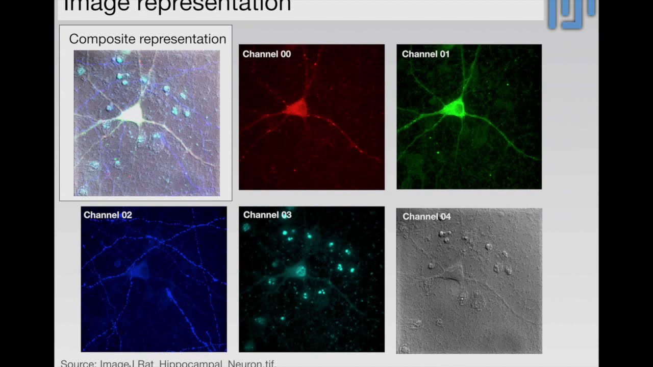 30 min Introduction to Fiji/ImageJ for bioimage/microscopy analysis.
