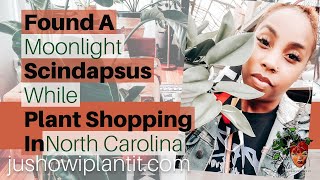 Houseplant Shopping at NC Big Box Stores! | Plant Shopping At Lowes, Home Depot, & More