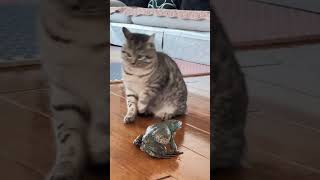Download lagu Katak menangis 😹 mp3 Download lagu Katak menangis 😹 mp3